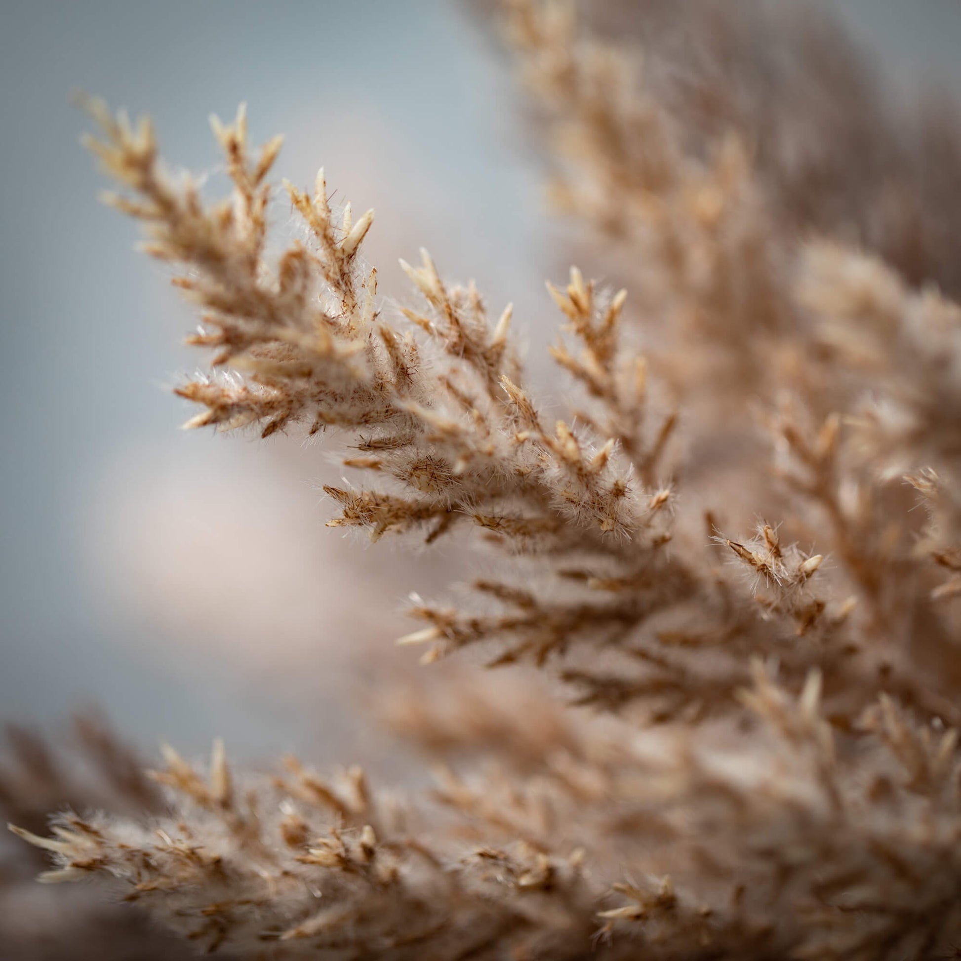 Pampas Grass Bush Bundle