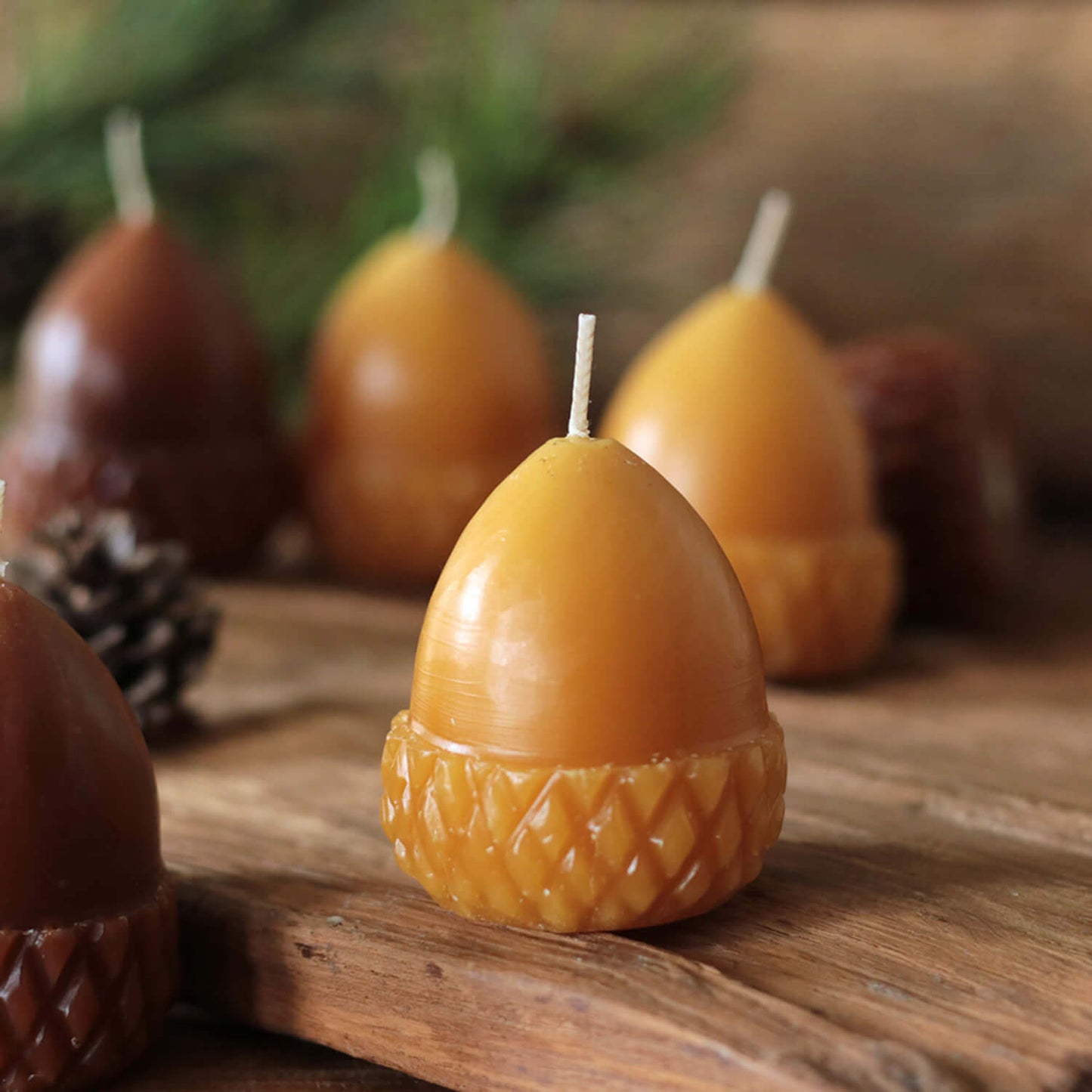 Scented Acorn Candle Set