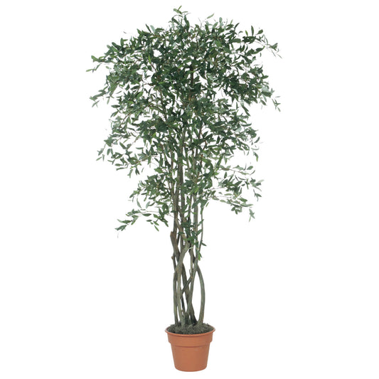 7' Olive Tree