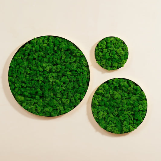 Round Framed Moss Wall Decor 3pcs