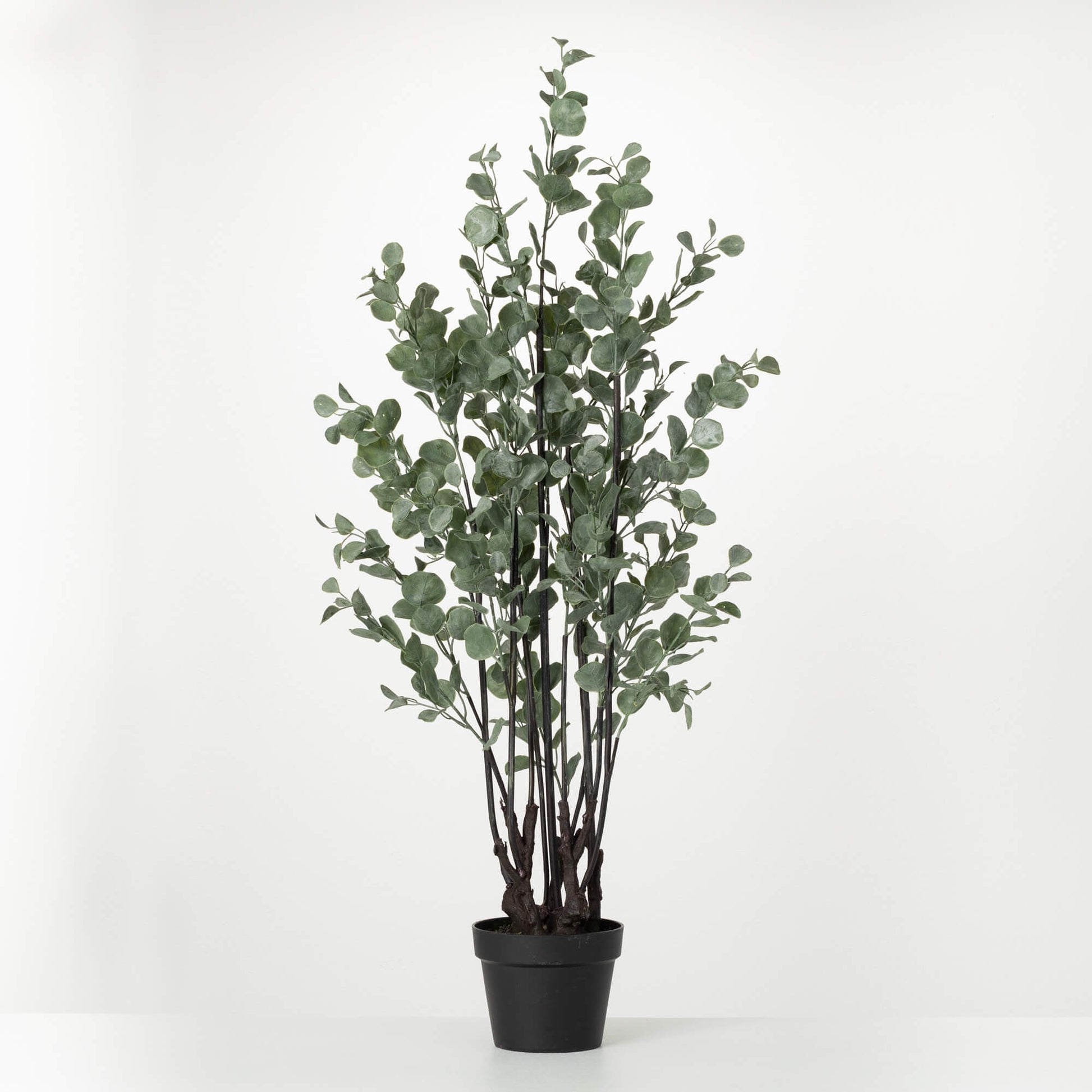 Potted Eucalyptus Tree