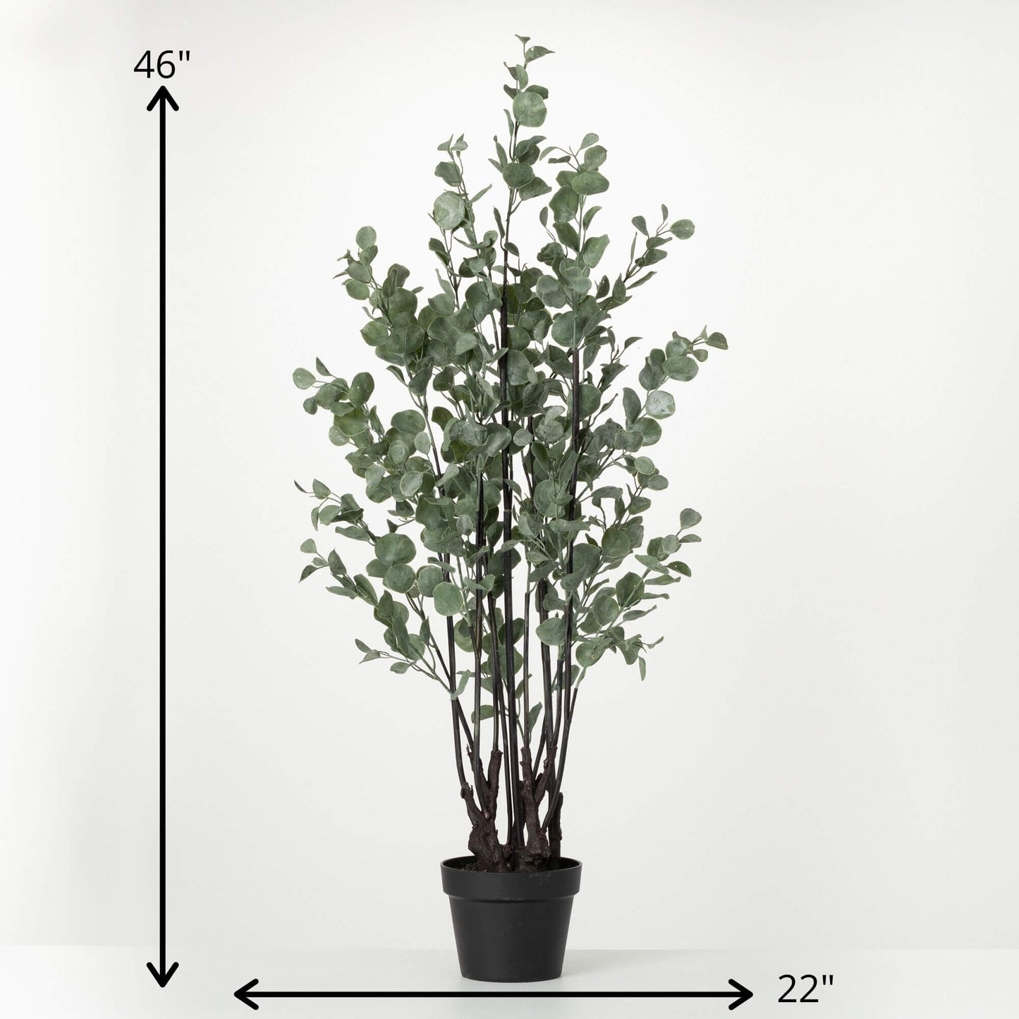 Potted Eucalyptus Tree