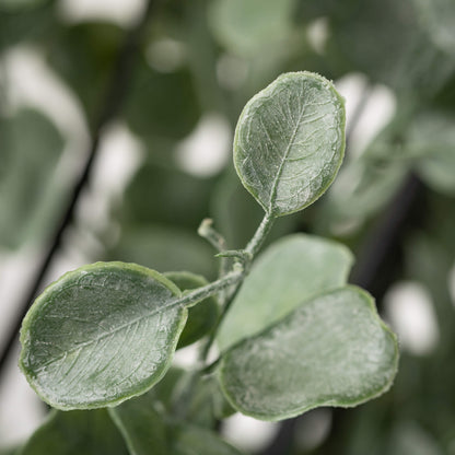 Potted Eucalyptus Tree