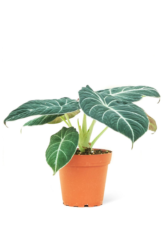 Alocasia Black Velvet - Groovy Boardz