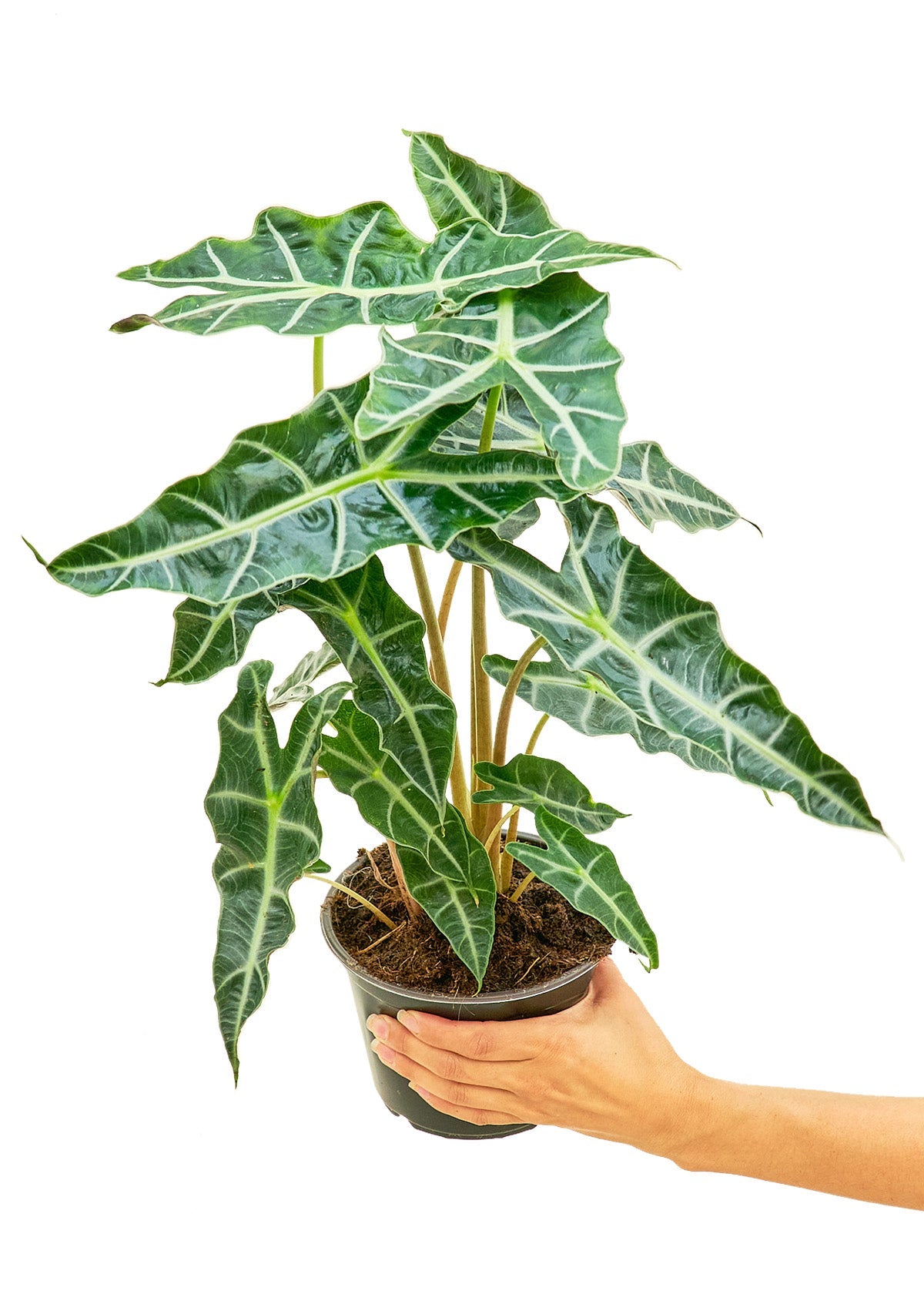 Alocasia Polly - Groovy Boardz