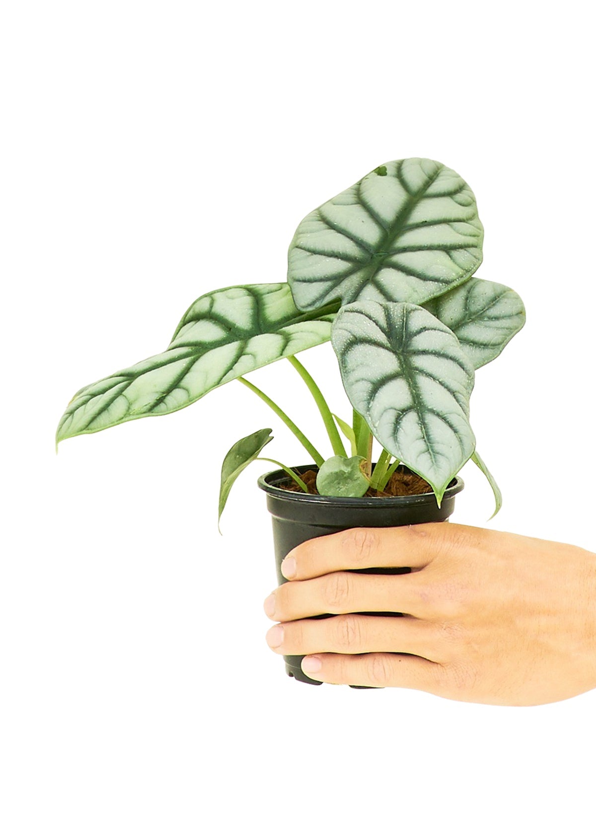 Alocasia Silver Dragon - Groovy Boardz