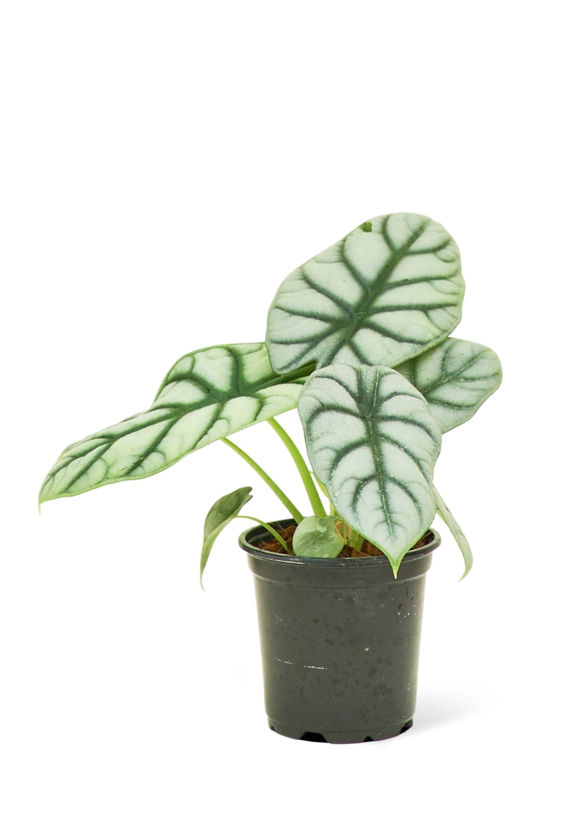 Alocasia Silver Dragon - Groovy Boardz