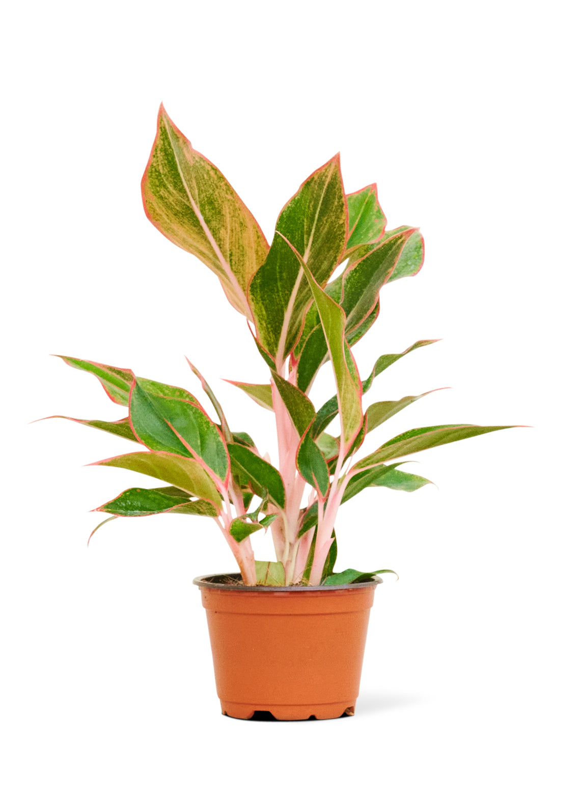 Red Chinese Evergreen