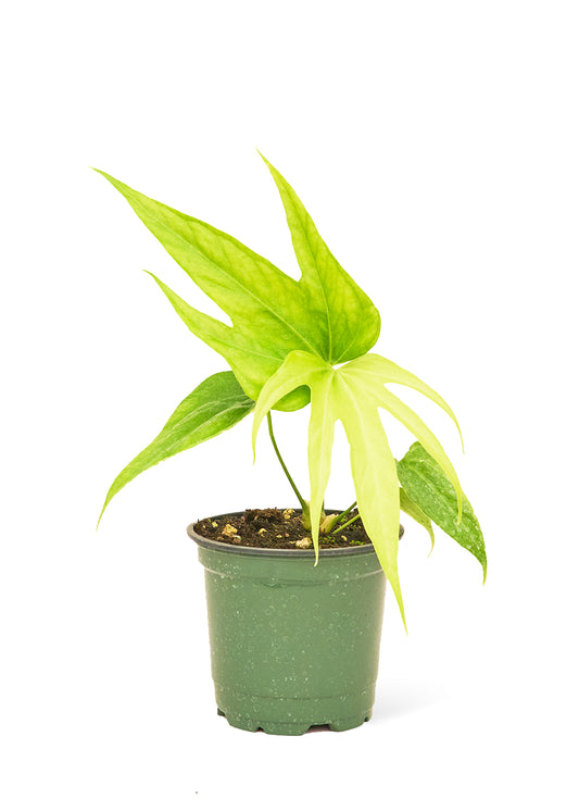 Anthurium Fingers