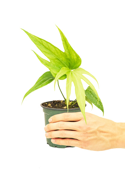 Anthurium Fingers