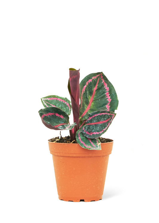 Calathea Dottie