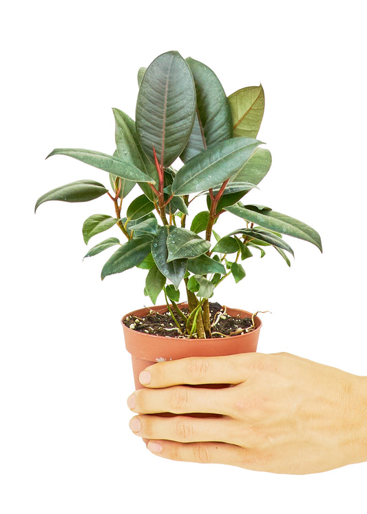 Rubber Tree Burgundy