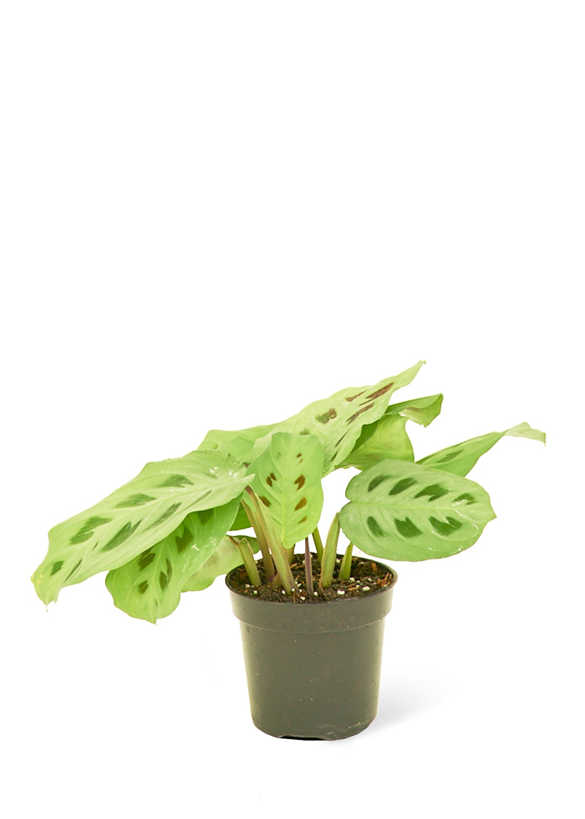 Prayer Plant Beauty Kim