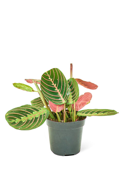 Red Prayer Plant