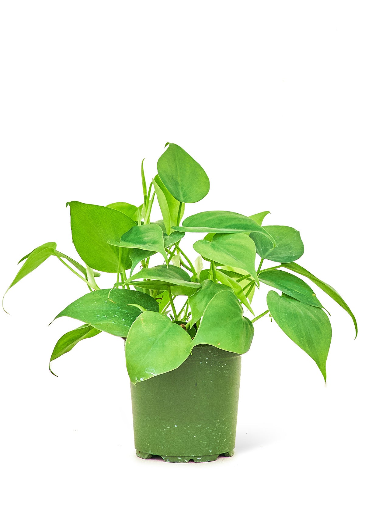 Sweetheart Philodendron