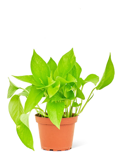 Golden Pothos