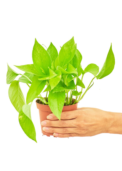 Golden Pothos