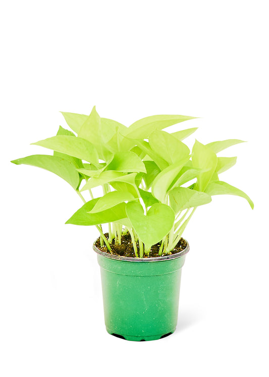 Neon Pothos