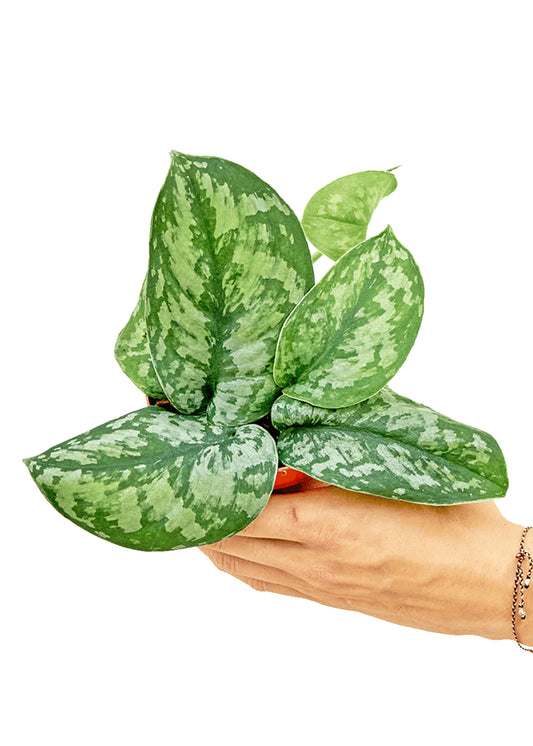 Silver Pothos Exotica