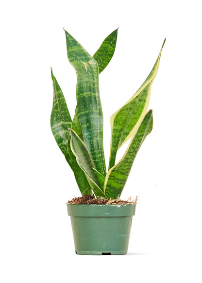 Snake Plant Laurentii