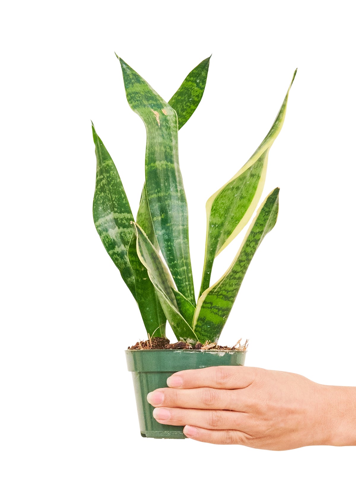 Snake Plant Laurentii