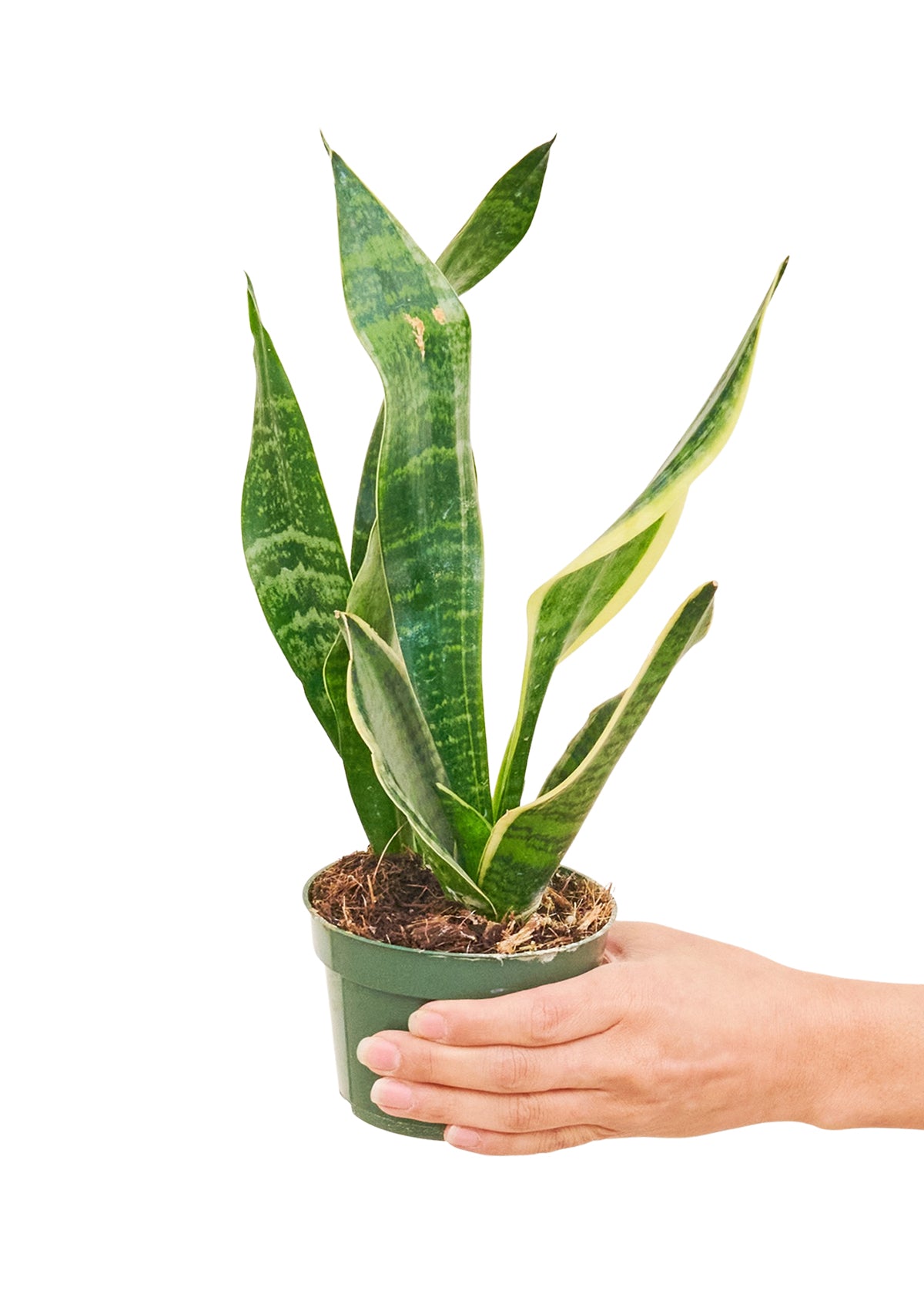 Snake Plant Laurentii