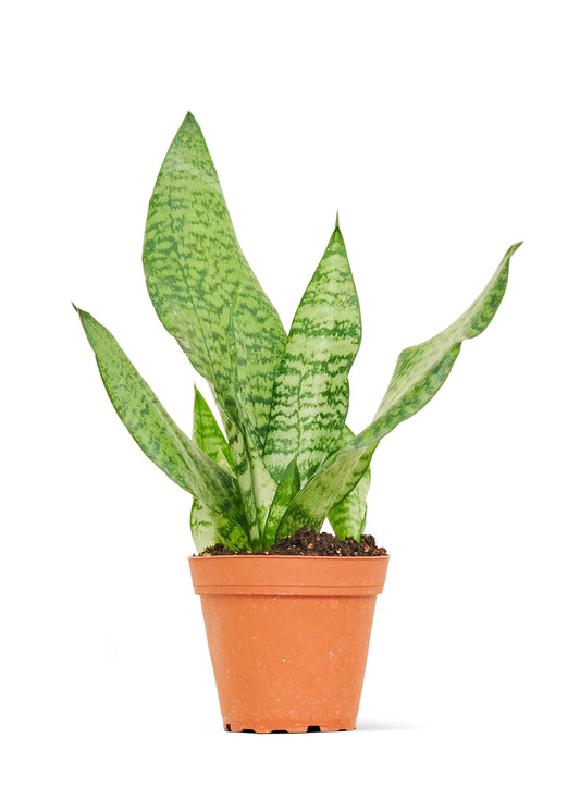 Snake Plant Zeylanica