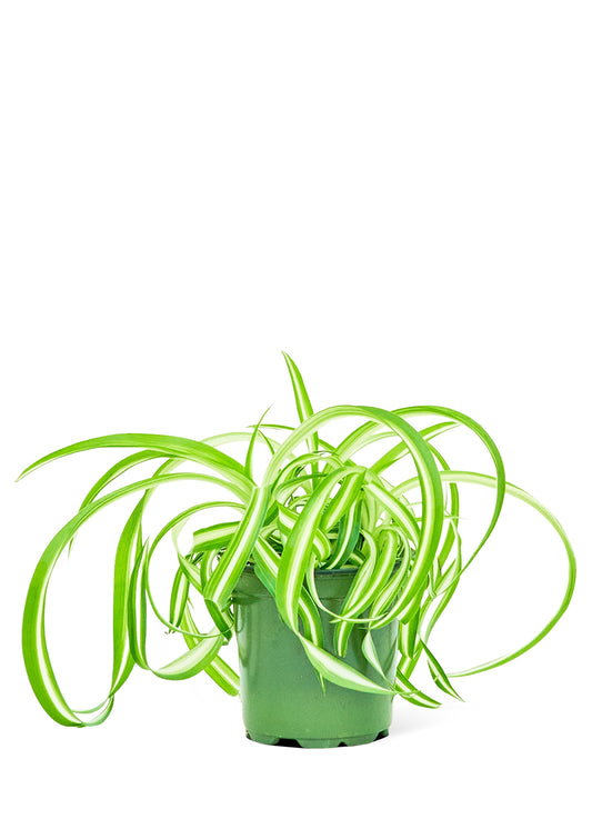 Spider Plant Bonnie