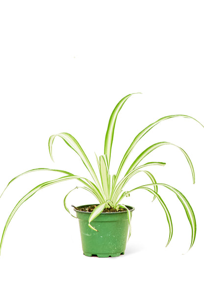 Spider Plant