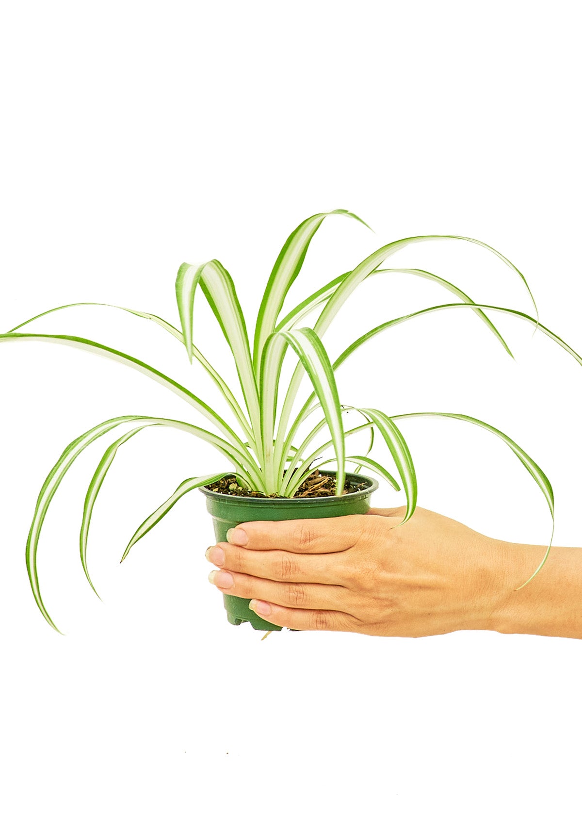 Spider Plant