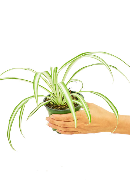 Spider Plant