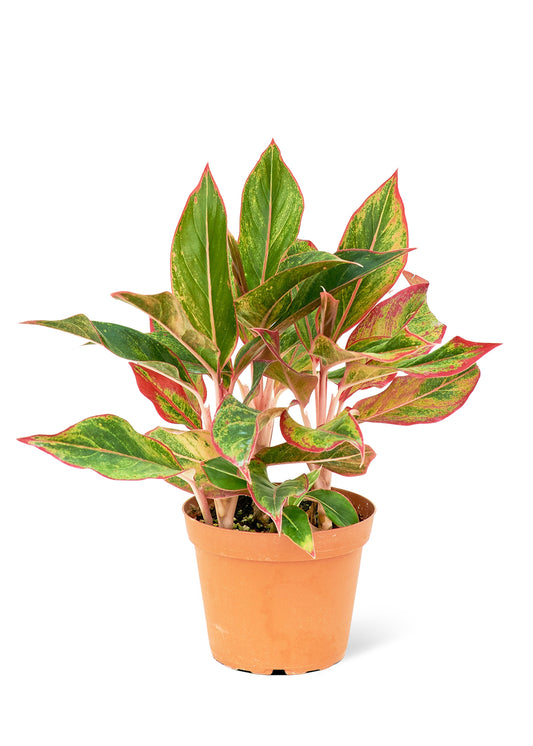 Red Chinese Evergreen