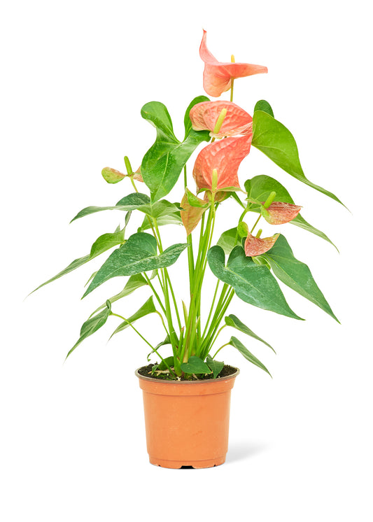 Anthurium Pink Flamingo