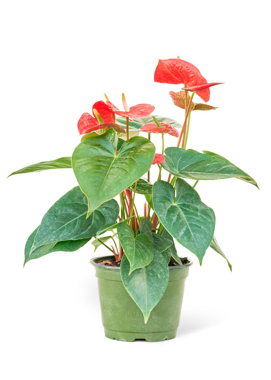 Anthurium Red Flamingo