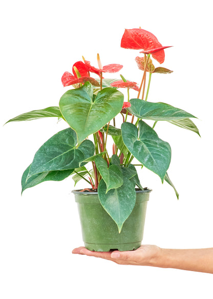 Anthurium Red Flamingo