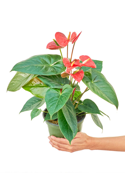 Anthurium Red Flamingo