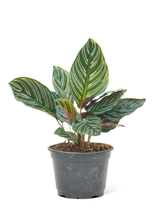 Calathea Pinstripe