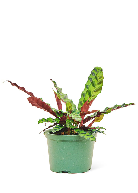 Calathea Rattlesnake