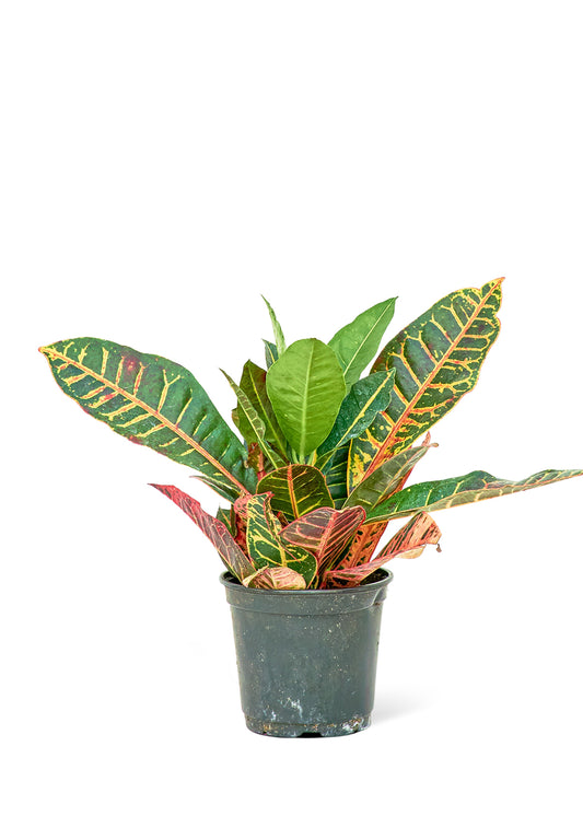 Croton Petra