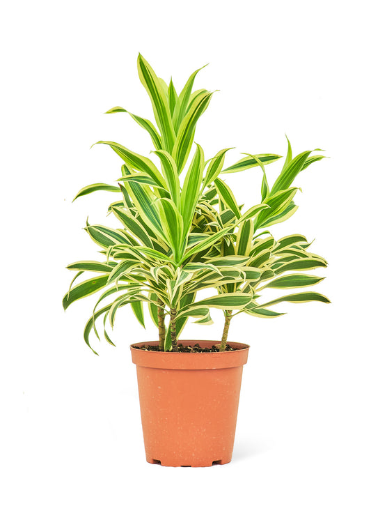 Dracaena Song of India