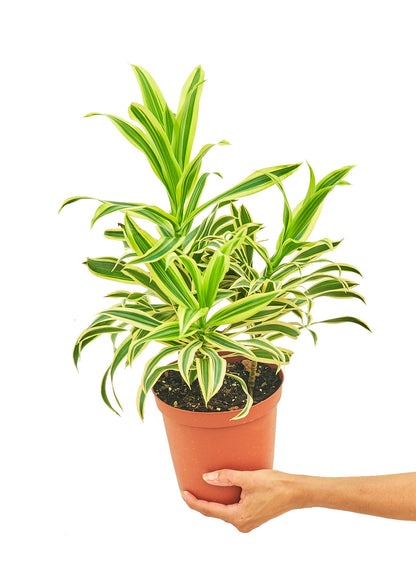 Dracaena Song of India