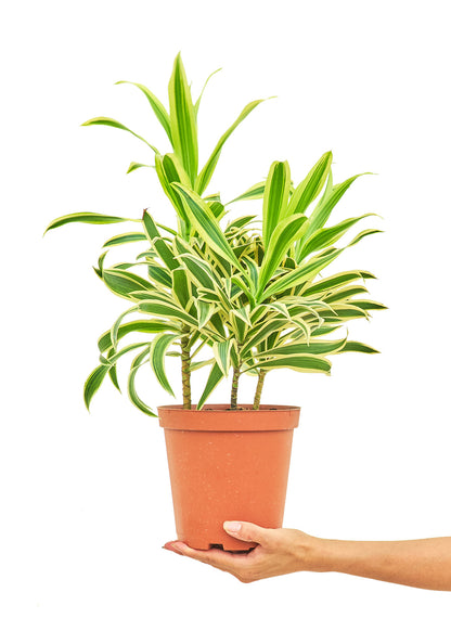 Dracaena Song of India