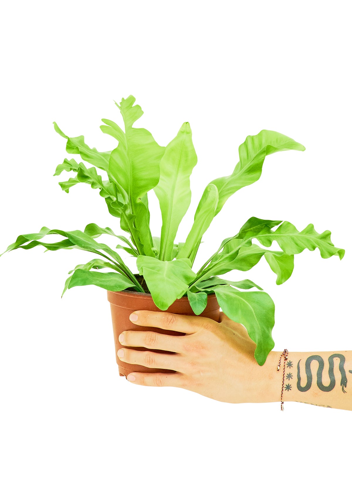 Birds Nest Fern