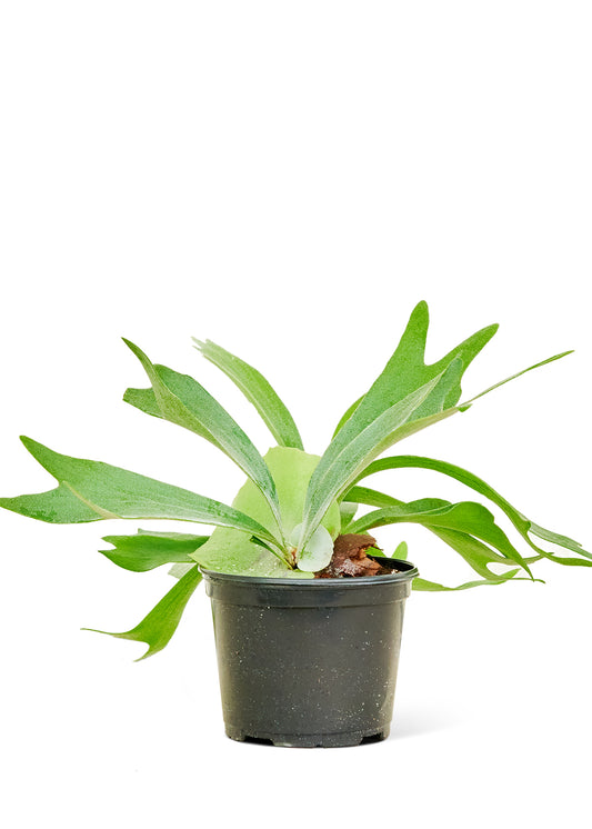 Staghorn Fern