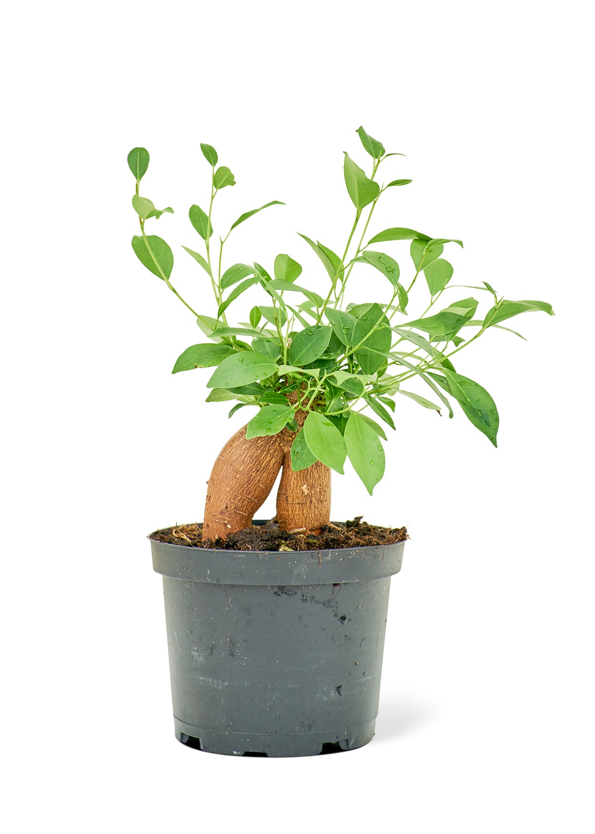 Ficus Ginseng Bonsai