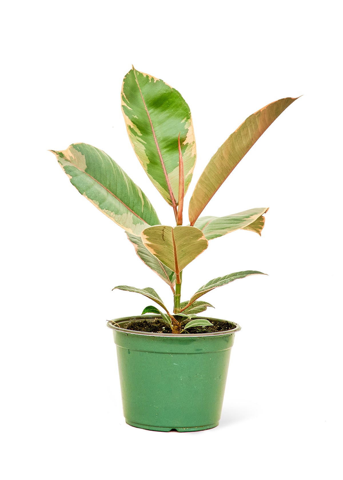 Ficus Tineke