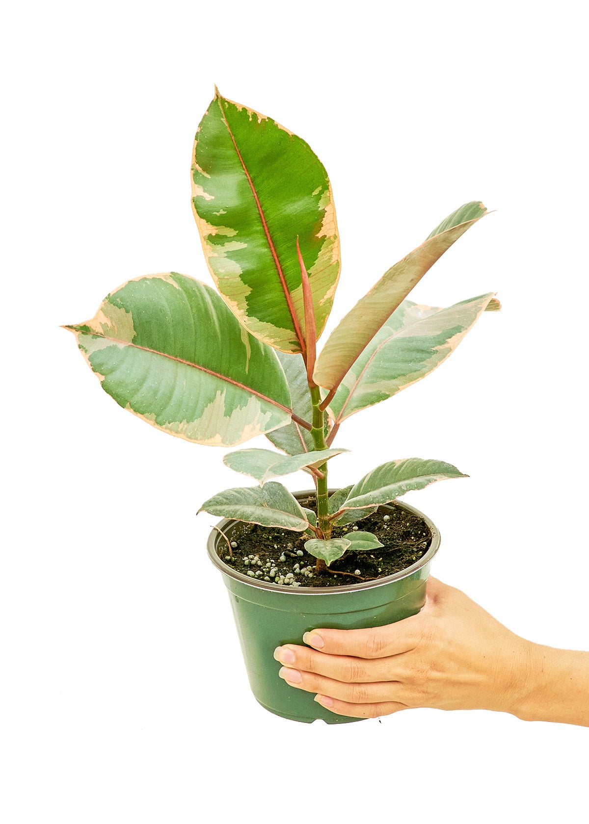 Ficus Tineke