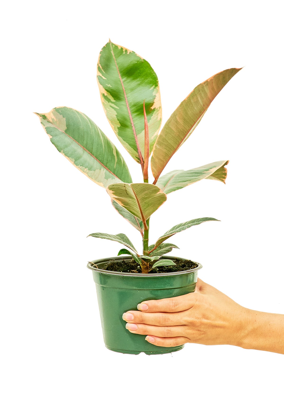 Ficus Tineke