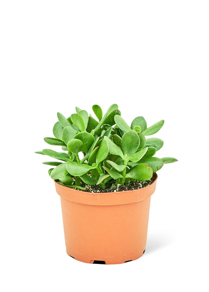 Jade Plant