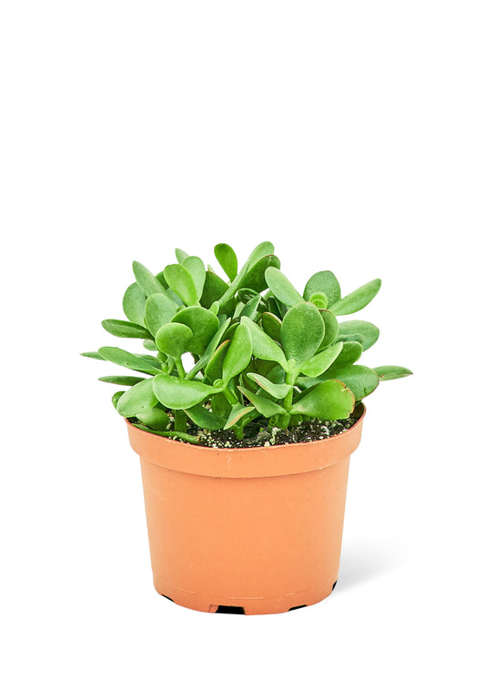 Jade Plant